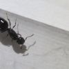 Crematorgaster Sp small (1)