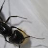 Camponotus P