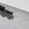 Crematorgaster Sp small (2)