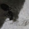 Crematorgaster Sp. New (1)