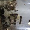 Lasius sp. Oct 2 2016.JPG