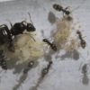 Lasius sp. Aug 16  2016.JPG