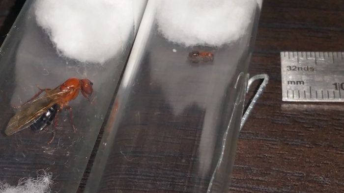Size Comparison: Camponotus vs Pheidole