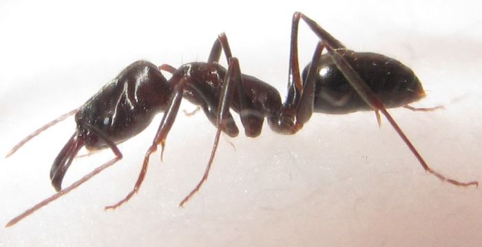 Odontomachus 3