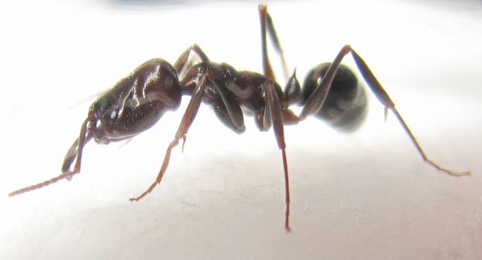 Odontomachus 4