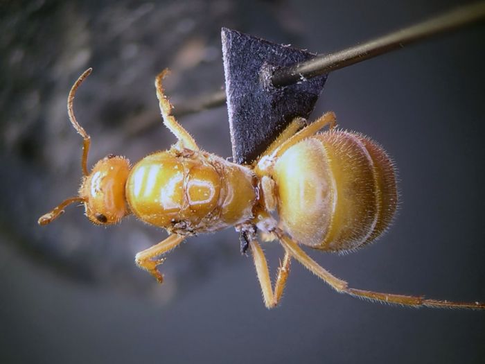 female 02
