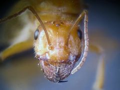 female 03