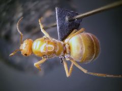 female 02
