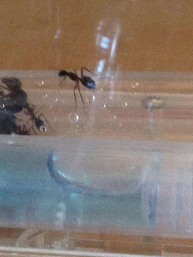 Camponotus Camponotus