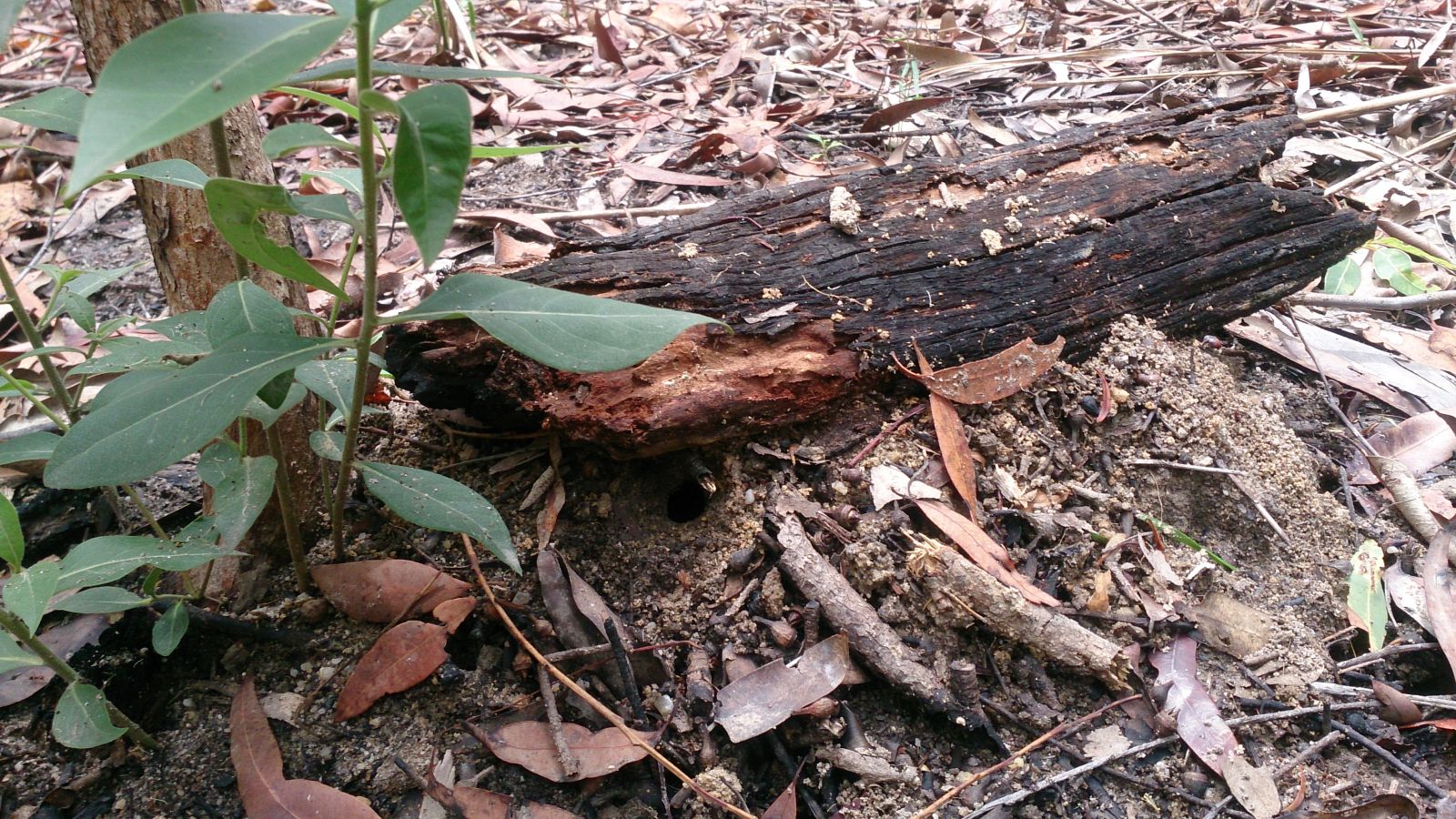 Marked brevinoda nest