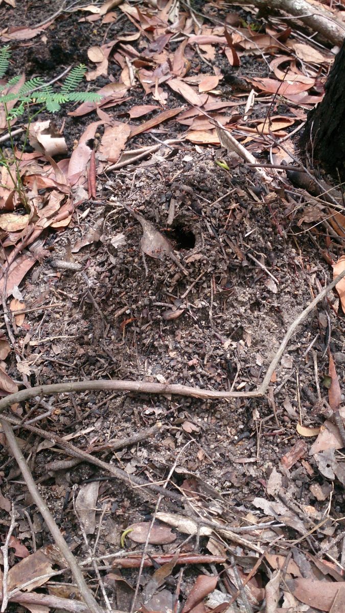 Decorated nigrocincta nest