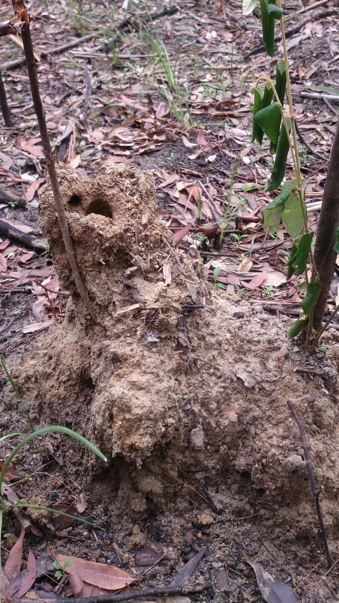 Serious bull ant nest