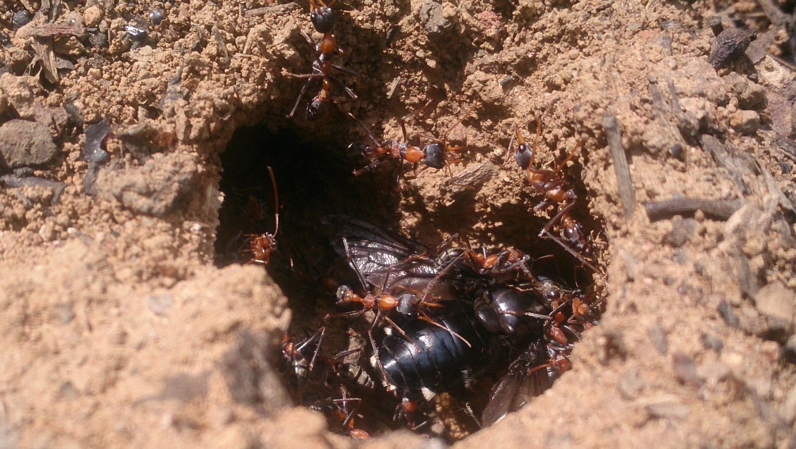 Giant blow Fly attack