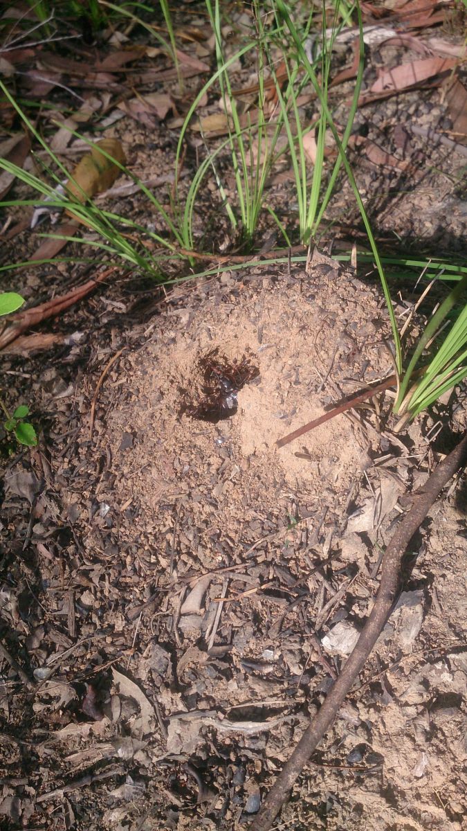 Wide entrance nest