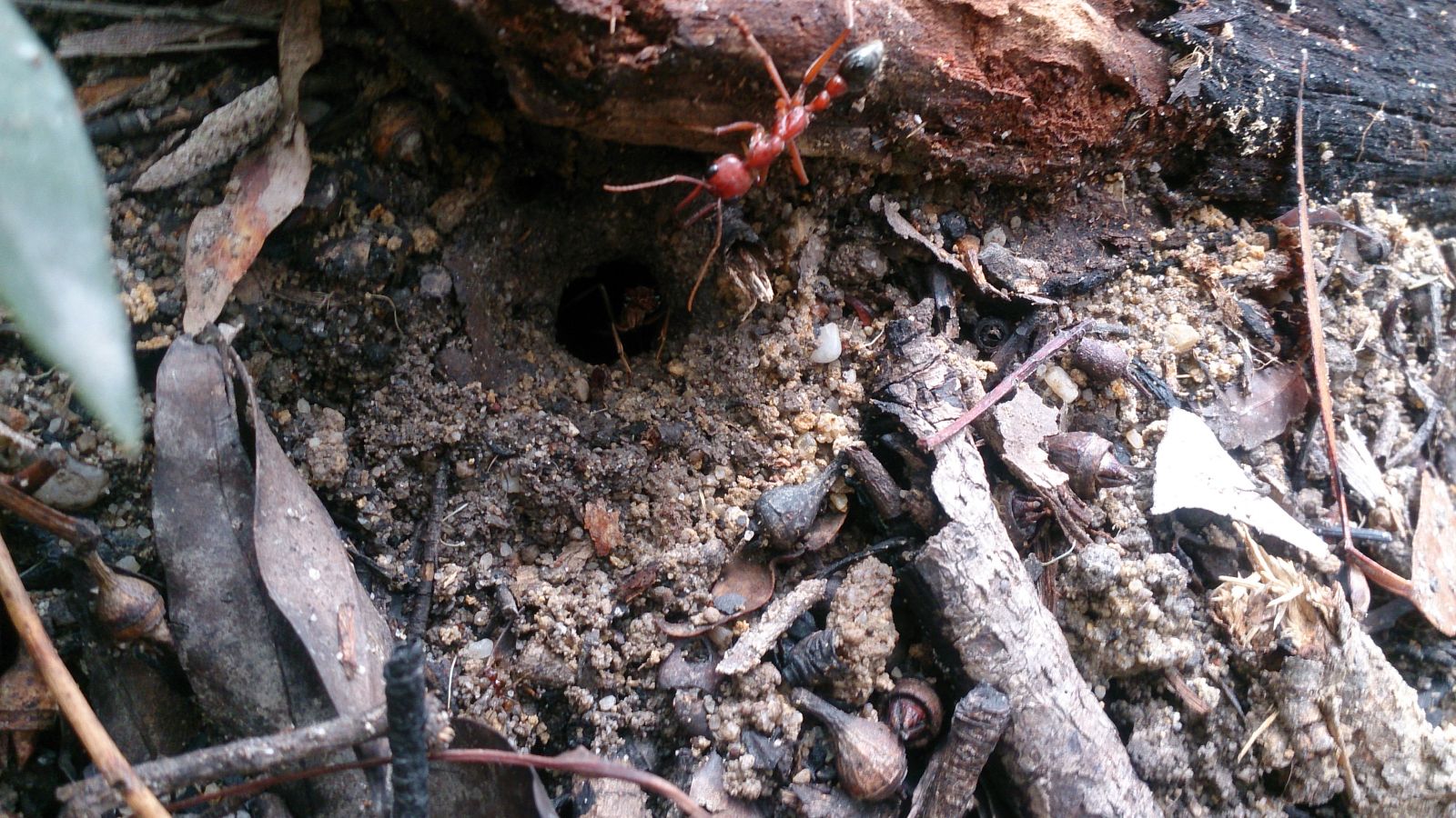 Big bull ant