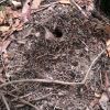 Decorated nigrocincta nest