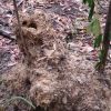 Serious bull ant nest