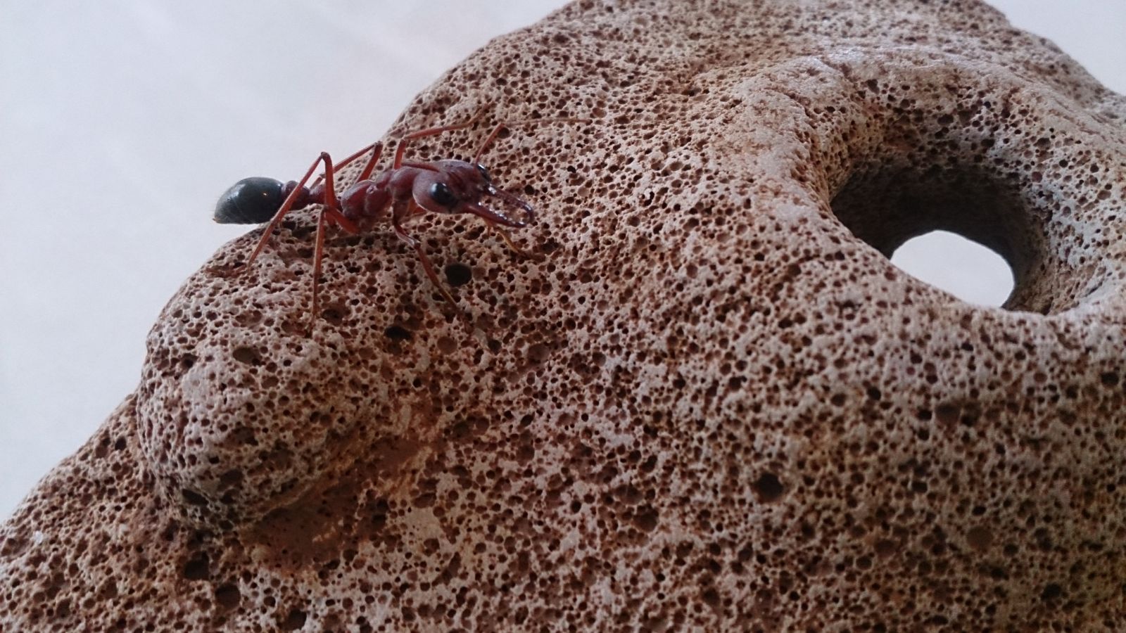 Bull ant approaching nest entrance