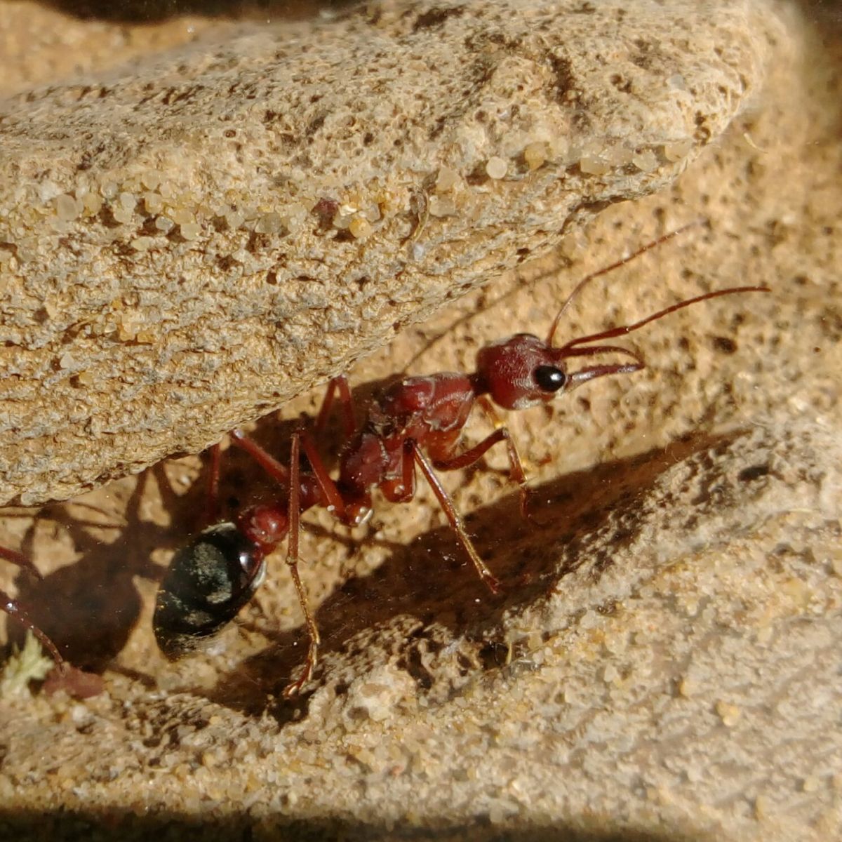 brevinoda wingless queen closeup 280417