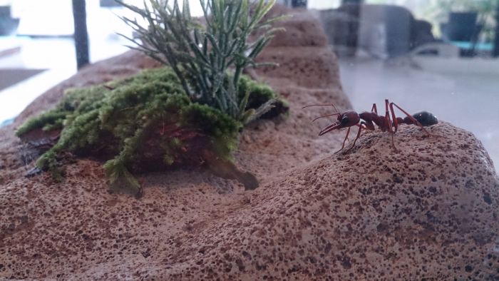 Bull ant on a hill