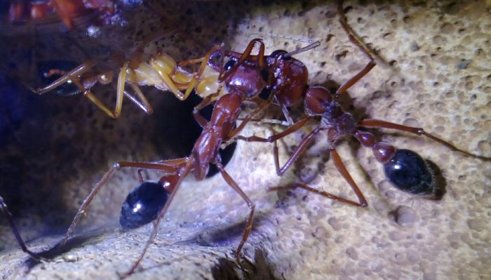 3 way trophallaxis