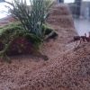 Bull ant on a hill