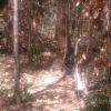 wild nest 2