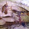 3 pupae left