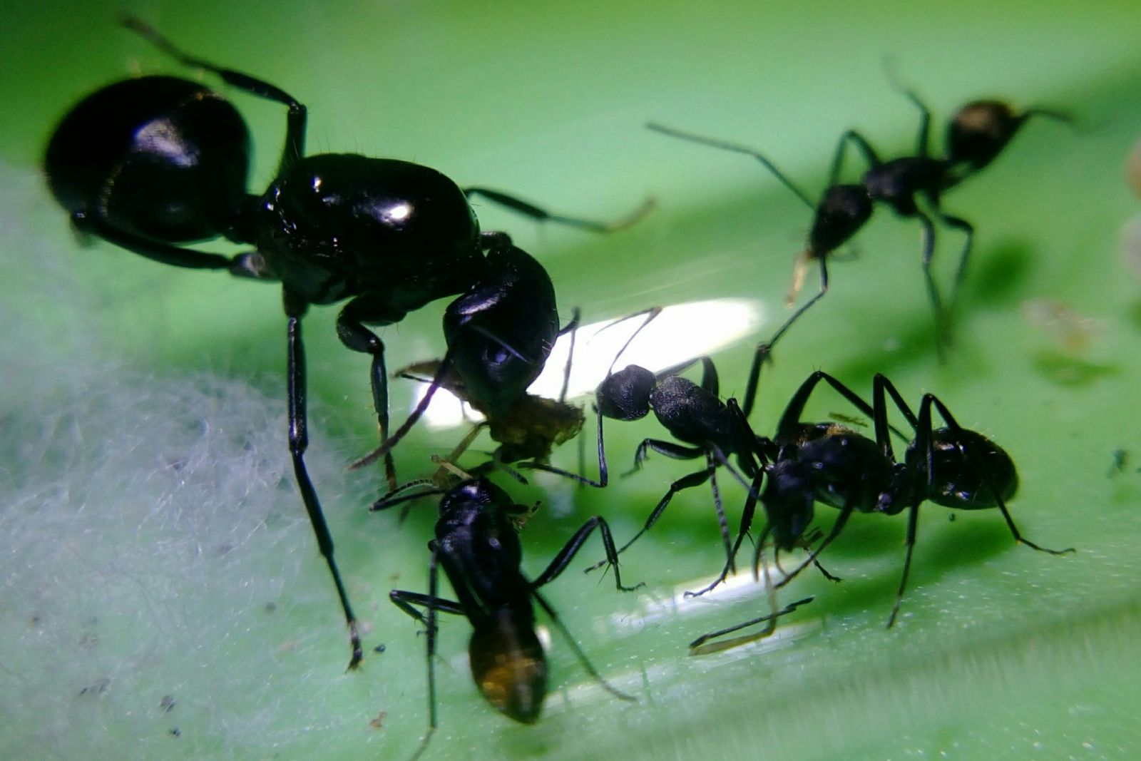 Camponotus and Crew