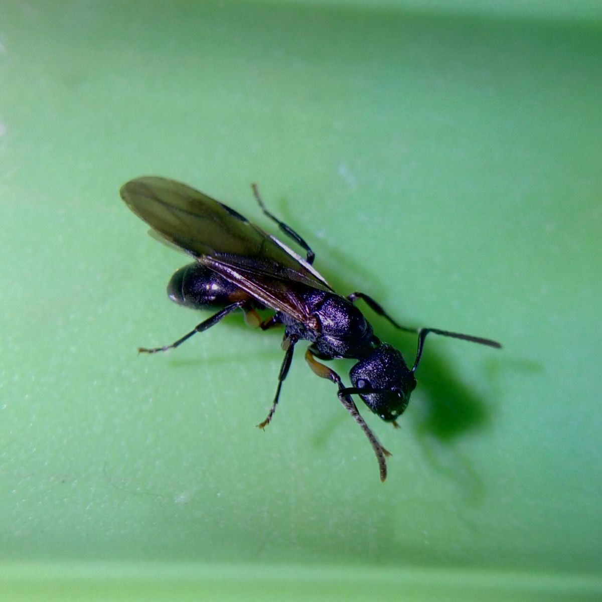 Polyrhachis Sp 040517