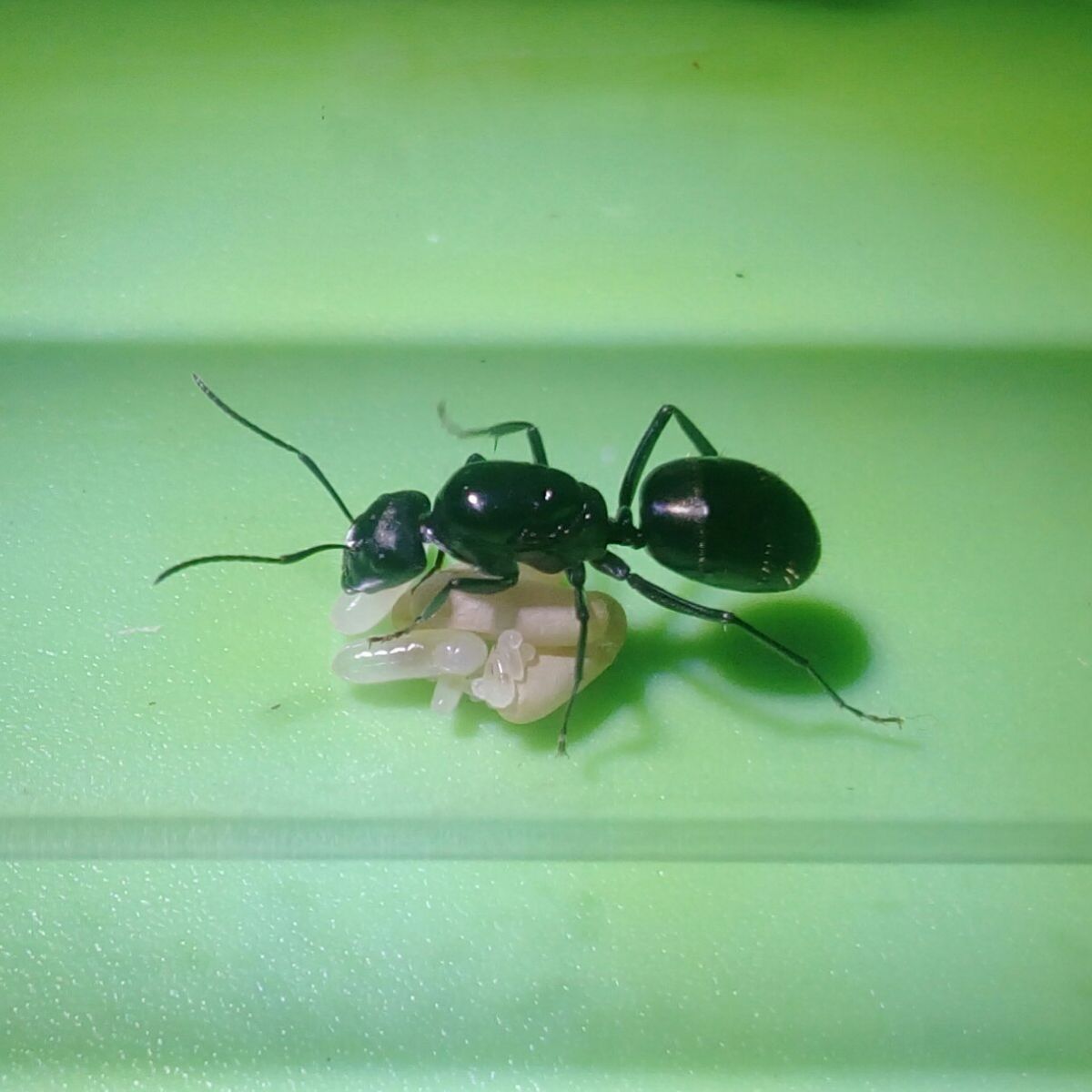 Camponotus aeneopilosis