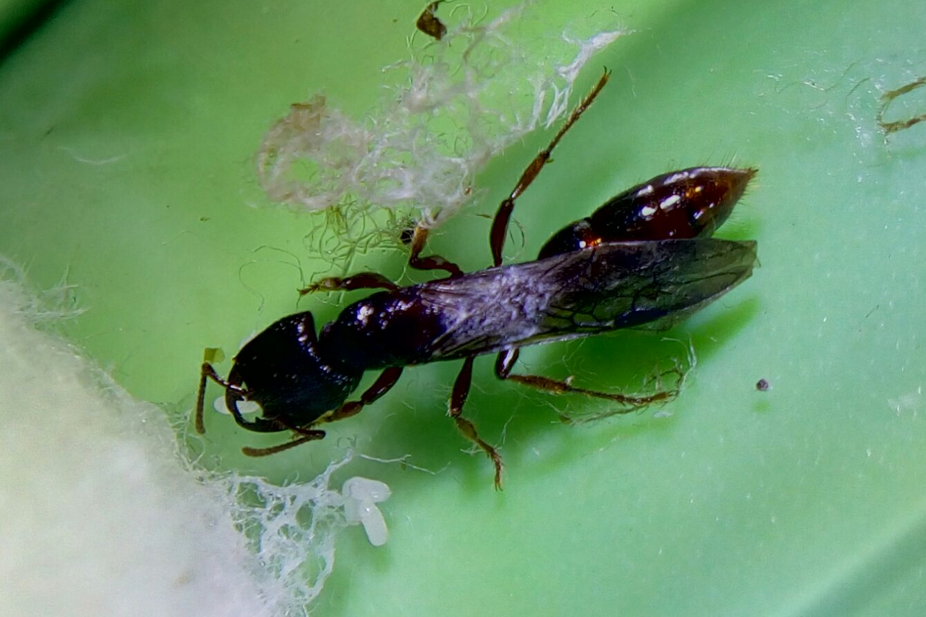 Amblyapone sp.