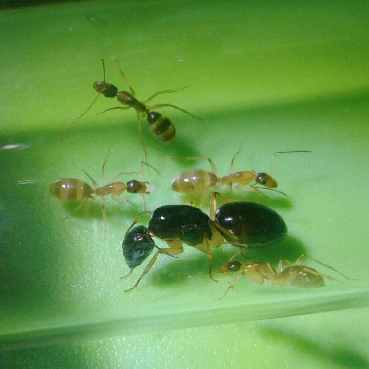 Sugar Ant colony 2