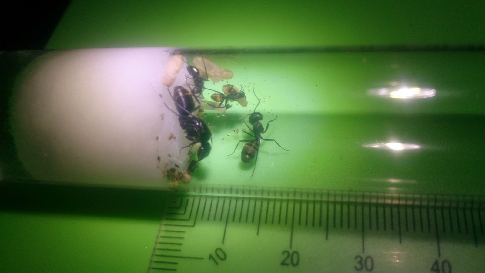 Camponotus aeneopilosis