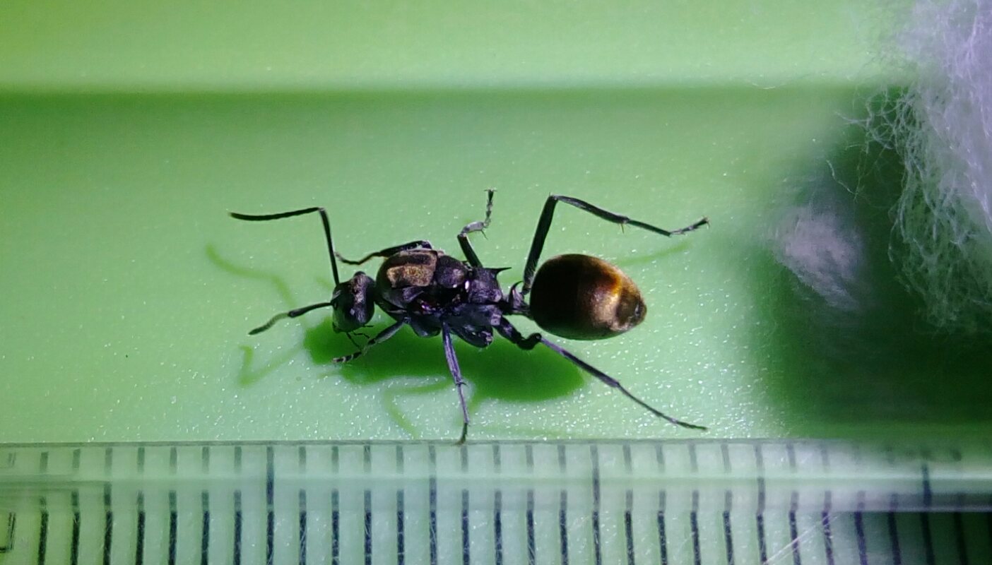 Polyrhachis ammon