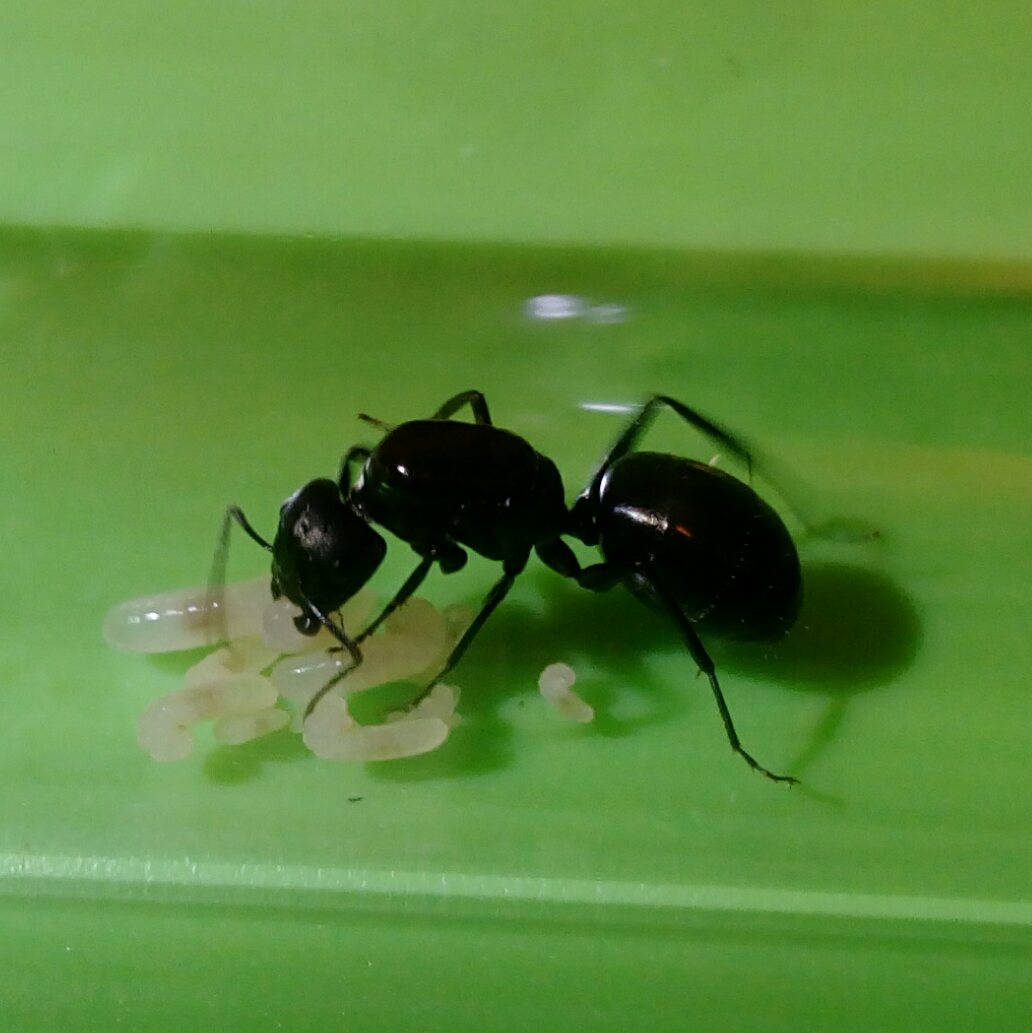 Trusty Camponotus