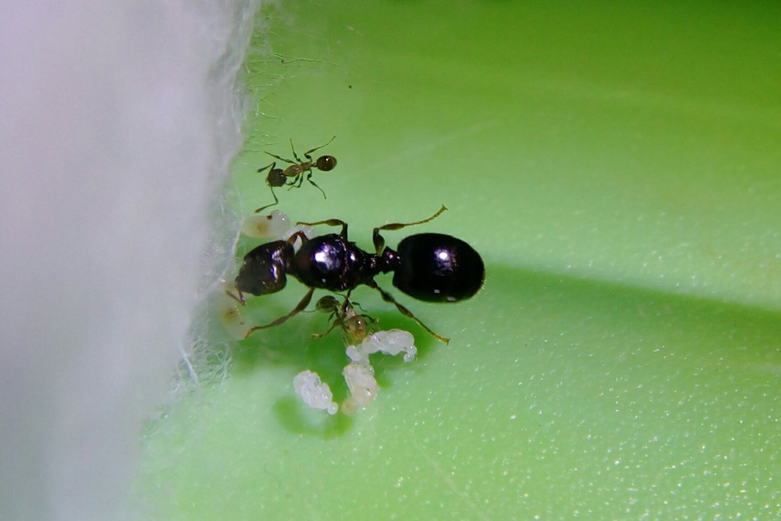 Pheidole Sp