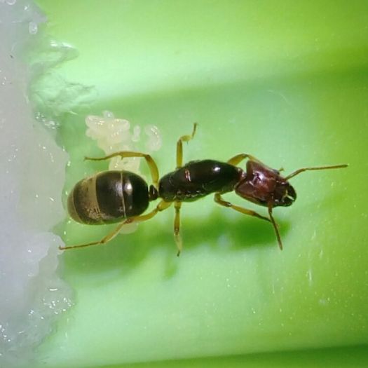 Anonychomyrma Sp And brood