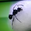 Polyrhachis australis