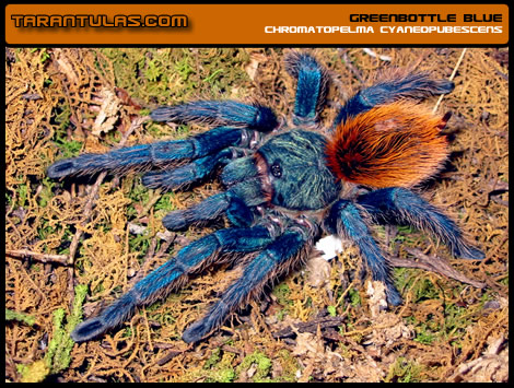 Chromatopelma cyaneopubescens