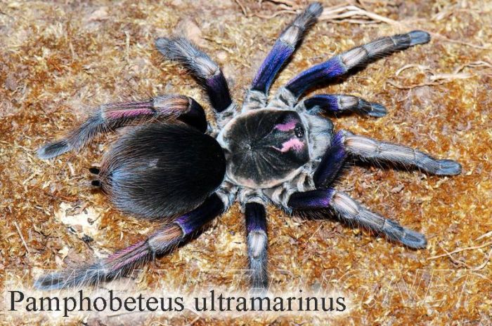 Pamphobeteus ultramarinus