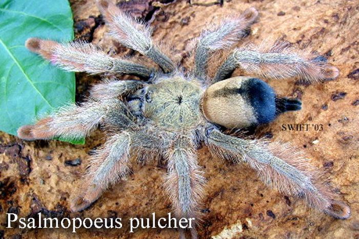 Psalmopoeus pulcher