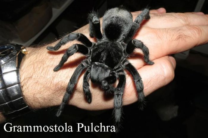 Grammostola Pulchra