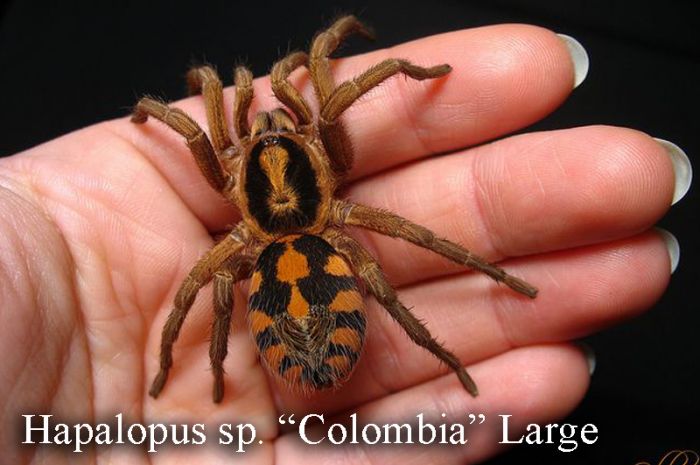 Hapalopus Sp Colombia Lg