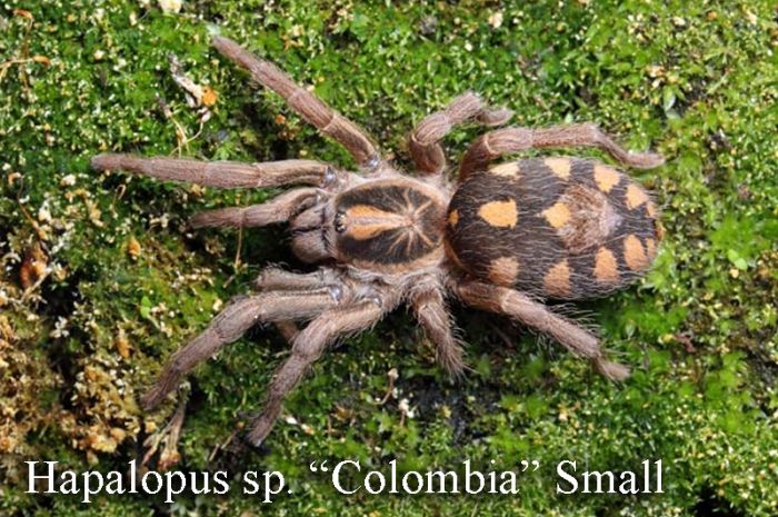Hapalopus Sp Colombia Sm