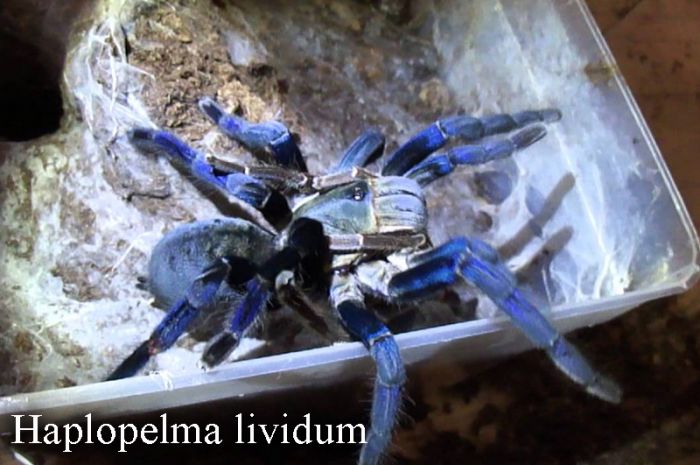 Haplopelma lividum