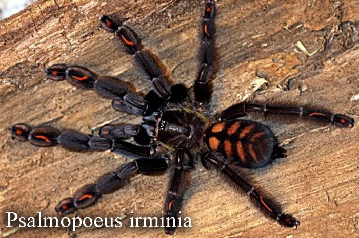 Psalmopoeus Irminia