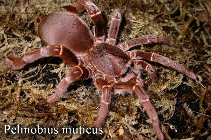 Pelinobius muticus