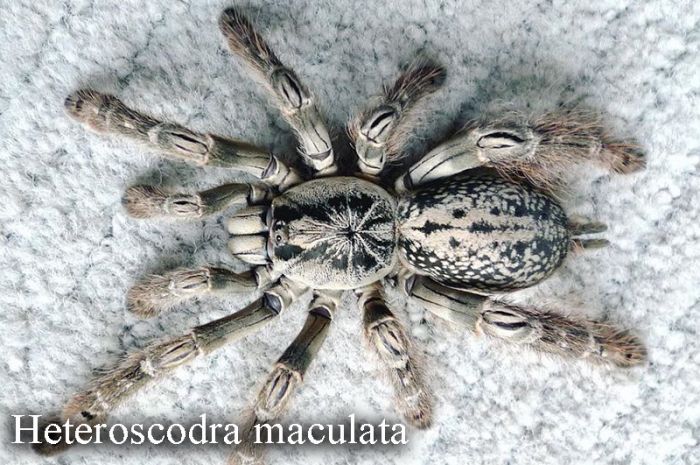 Heteroscodra maculata