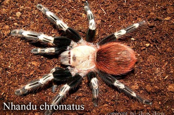 Nhandu chromatus